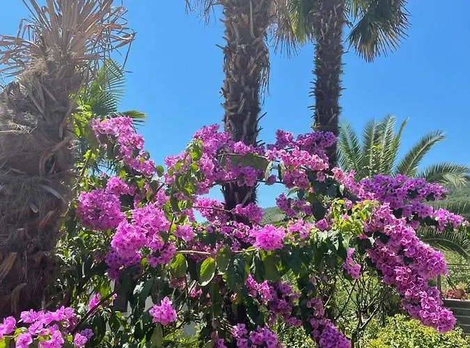 Mypalmassuite With Free Parking In Apartamento *